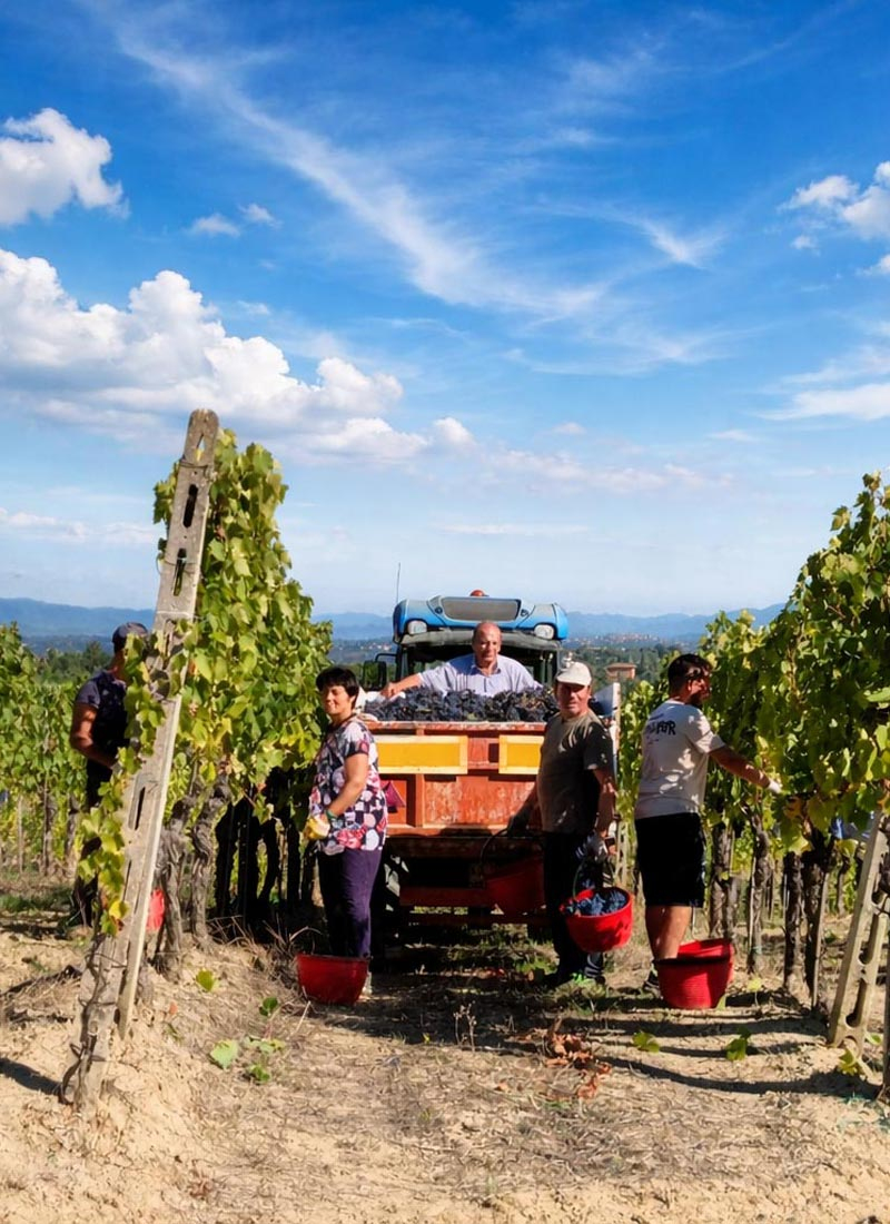 shop Vino Rosso di Montepulciano DOC 2023